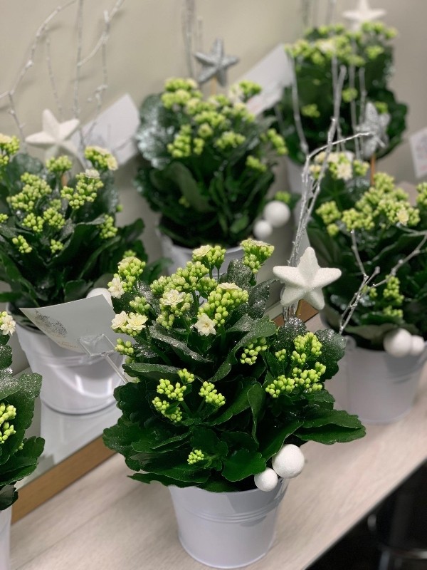 How To Look After A Kalanchoe Plant Uk