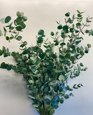 Eucalyptus Bundle