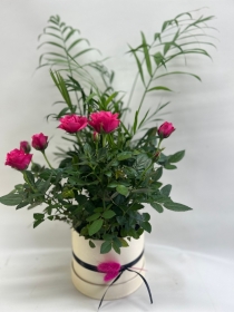 Chic Rose planter